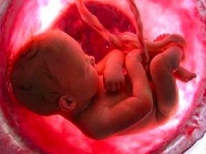 dal sito www.feto-placenta.jpg
