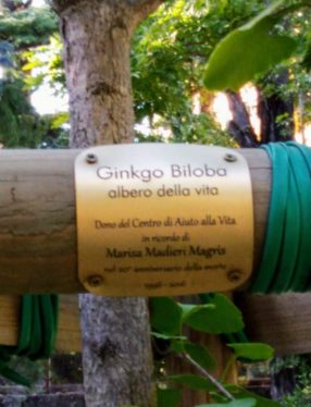 IL ginkgo per ricordare Marisa